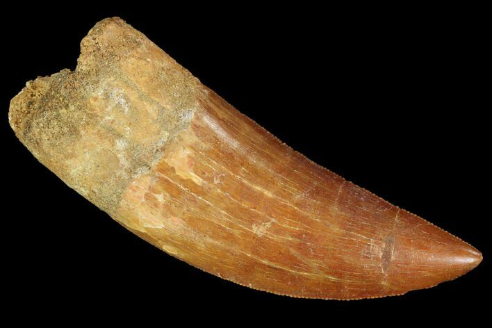 Serrated, Carcharodontosaurus Tooth - Real Dinosaur Tooth #99793